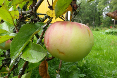 Äpple - Ockelbo Bi
