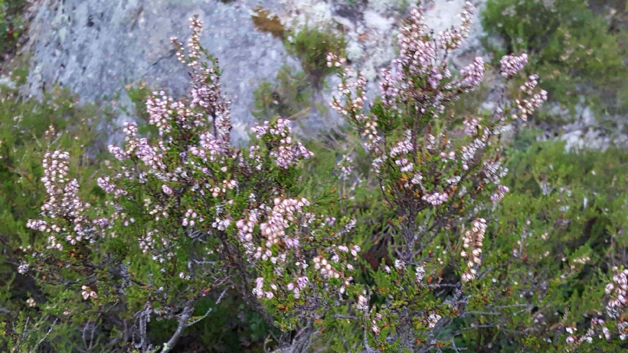 Månadens blomma – september – ljung - Ockelbo Bi