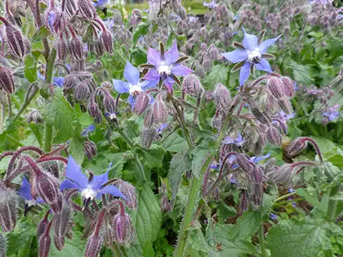 Gurkört, blommande och i knopp