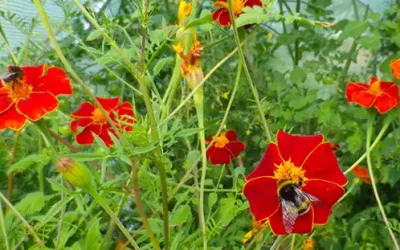 September – Linnétagetes