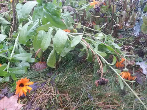 November - Plocka de ringblommor som är kvar och använd i till te - Ockelbo Bi