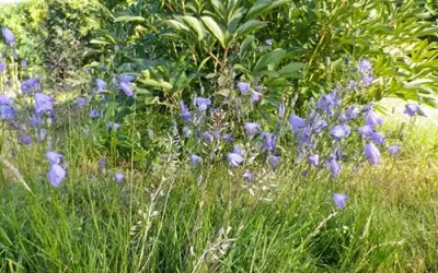 Juni, Juli – Ängsblomster