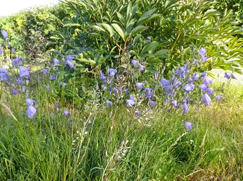 Juni och juli - Lämna en bit gräsmatta oklippt och låt det bli en äng så gör du en insats för bin, humlor, fjärilar och andra insekter, bild på blåklocka, ängsklocka - Ockelbo Bi