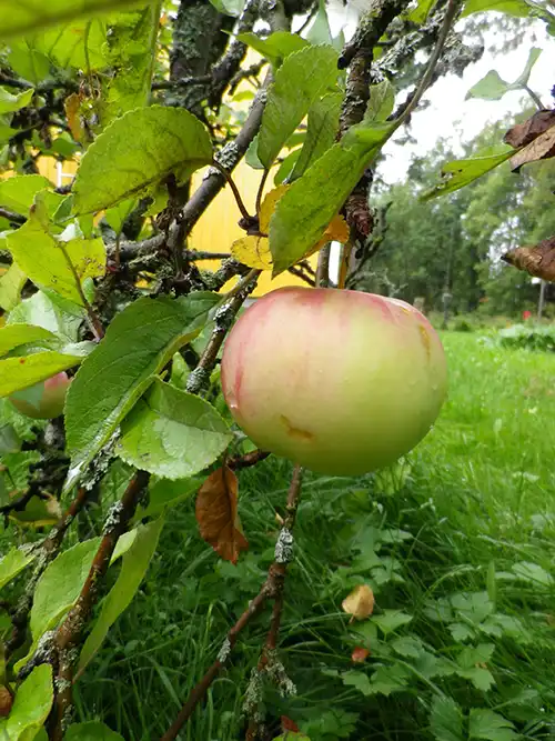 Äpple