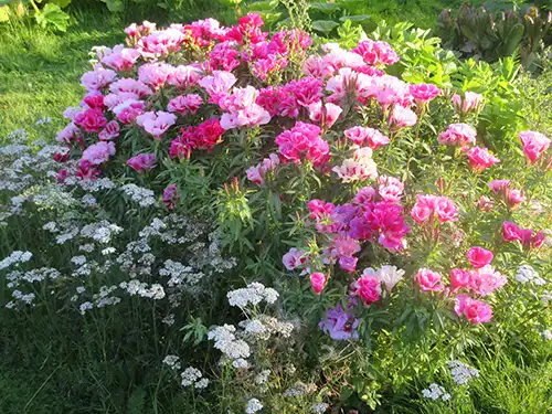 Atlasblomma och rölleka