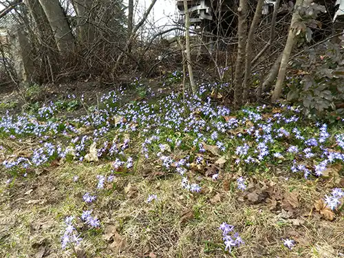 Scilla, blåstjärna