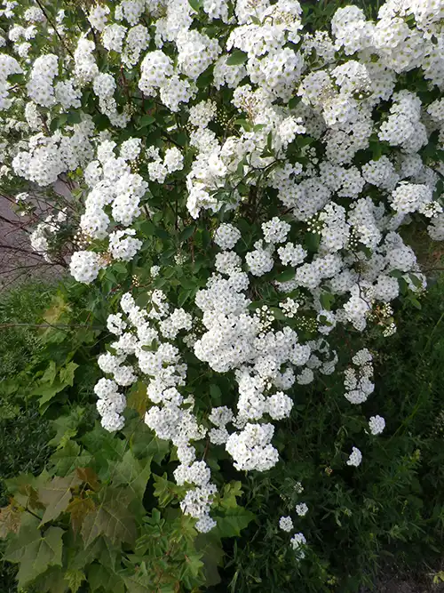 Spirea i Ockelbo